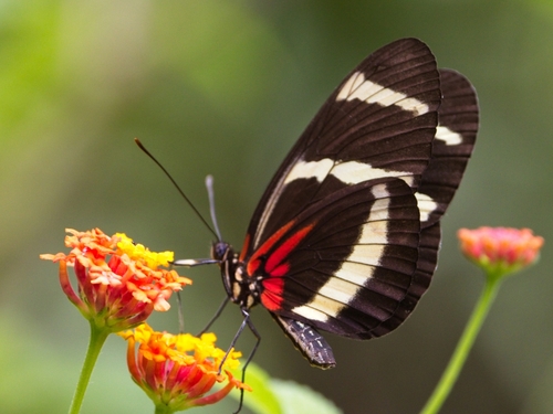 Heliconius hewitsoni Staudinger, 1875