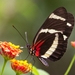 Heliconius hewitsoni - Photo (c) benkelly, alguns direitos reservados (CC BY-NC), uploaded by benkelly