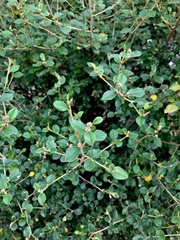 Pomaderris cocoparrana