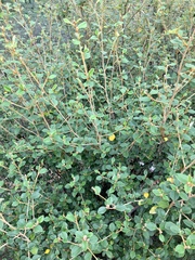 Pomaderris cocoparrana