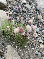 Erigeron humilis