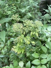 Thaspium chapmanii