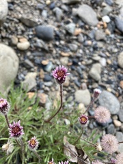 Erigeron humilis