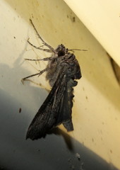 Vittaplusia vittata