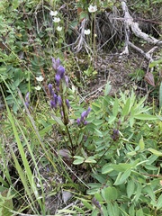 Gentianella propinqua