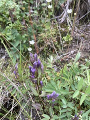 Gentianella propinqua
