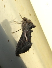 Vittaplusia vittata