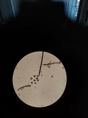 Vorticella campanula