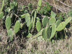Opuntia × cristalensis