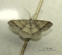 Isturgia deerraria