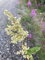 Koenigia alaskana