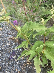 Koenigia alaskana