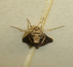 Vittaplusia vittata