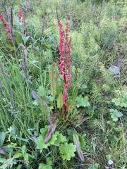 Rumex arcticus