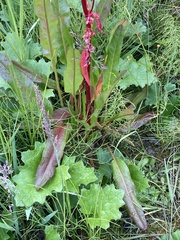 Rumex arcticus