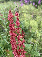 Rumex arcticus