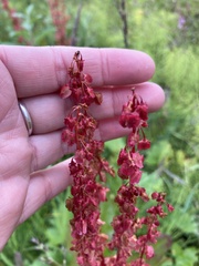 Rumex arcticus