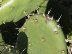 Opuntia × cristalensis