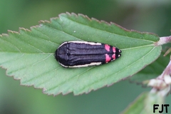 Acmaeodera flavomarginata