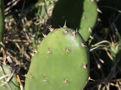 Opuntia × cristalensis
