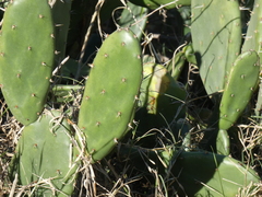 Opuntia × cristalensis