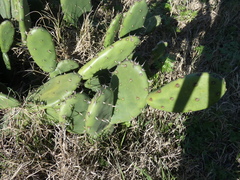 Opuntia × cristalensis