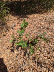 Quercus berberidifolia × engelmannii