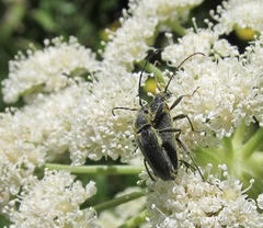 Brachysomida californica