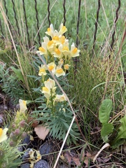 Linaria vulgaris