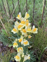 Linaria vulgaris