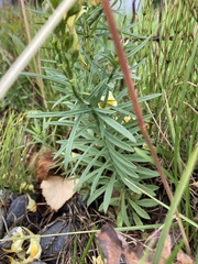 Linaria vulgaris