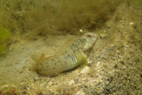 Peacock Blenny