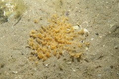 Hymeniacidon perlevis