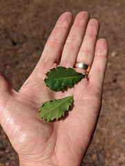 Quercus berberidifolia × engelmannii