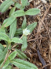 Gomphrena serrata