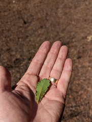Quercus berberidifolia × engelmannii