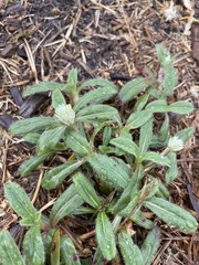 Gomphrena serrata