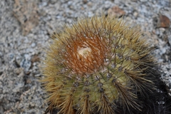 Copiapoa serpentisulcata