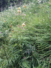 Cirsium erisithales