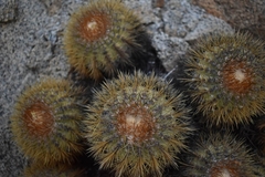 Copiapoa serpentisulcata