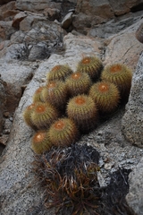 Copiapoa serpentisulcata