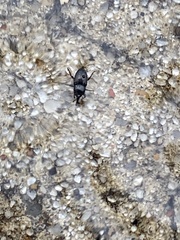 Curculionidae