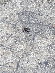 Curculionidae