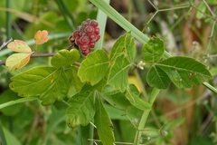 Rhus aromatica arenaria