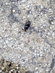 Curculionidae