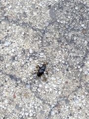 Curculionidae