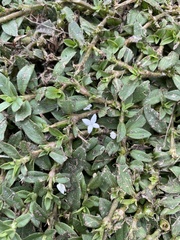 Diodia virginiana