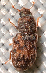 Synchita parvula