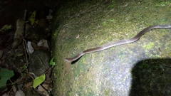 Stenorrhina degenhardtii
