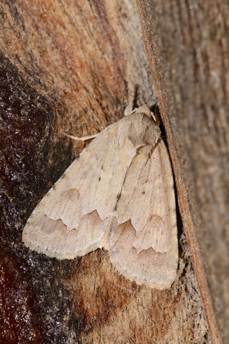 Acronicta betulae Riley, 1884